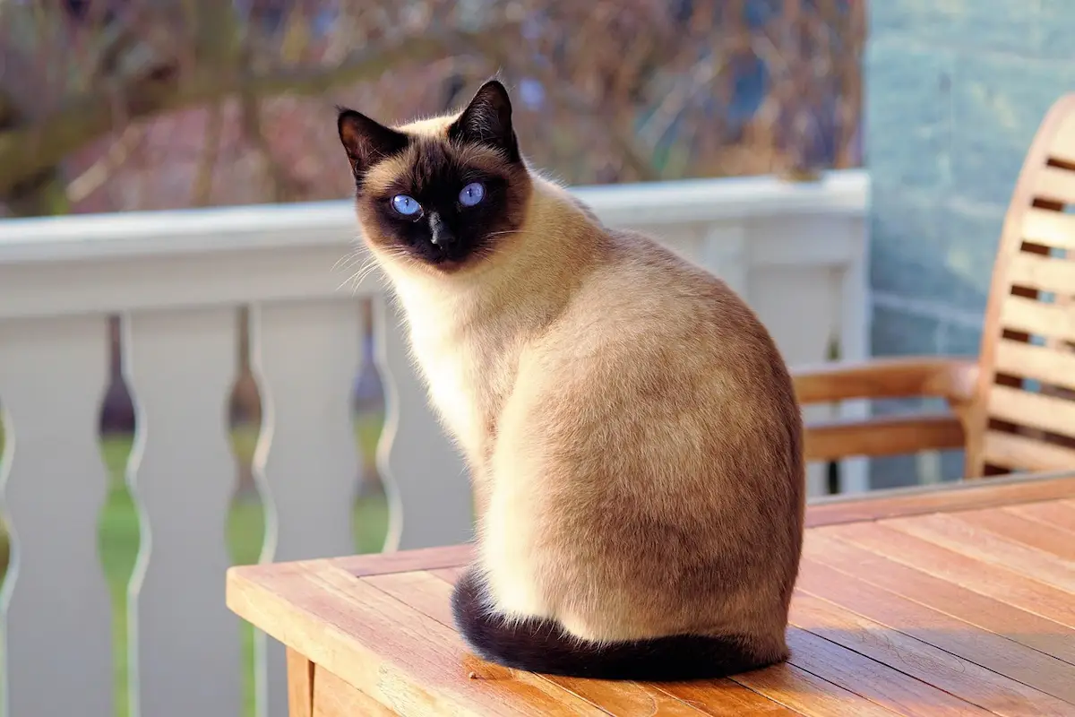 Cette photo montre un chat siamois assis sur une table en bois, mettant en valeur son pelage crème contrasté par des extrémités foncées et ses yeux d'un bleu intense. Reconnu pour son allure distinguée et son caractère affectueux, le siamois est une race de chat très appréciée dans le monde entier.
