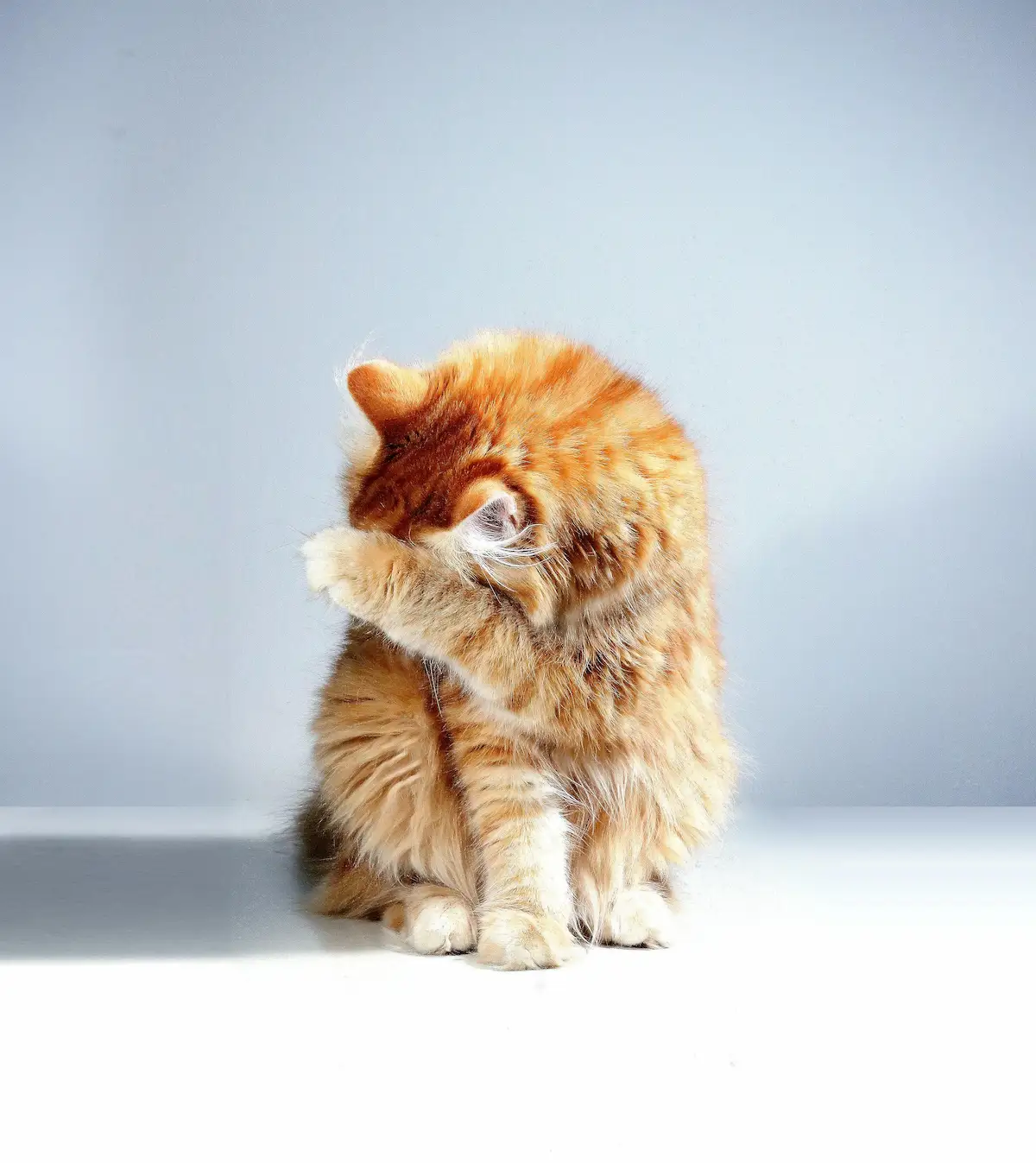 Un chat roux à poils longs est assis sur un fond clair et lisse, cachant son visage avec sa patte avant. Il semble soit se toiletter, soit exprimer de la timidité ou un geste drôle qui humanise son attitude. Cette photo minimaliste et pleine de tendresse est parfaite pour illustrer la propreté des chats, leur langage corporel, ou simplement pour faire sourire les amoureux des félins.