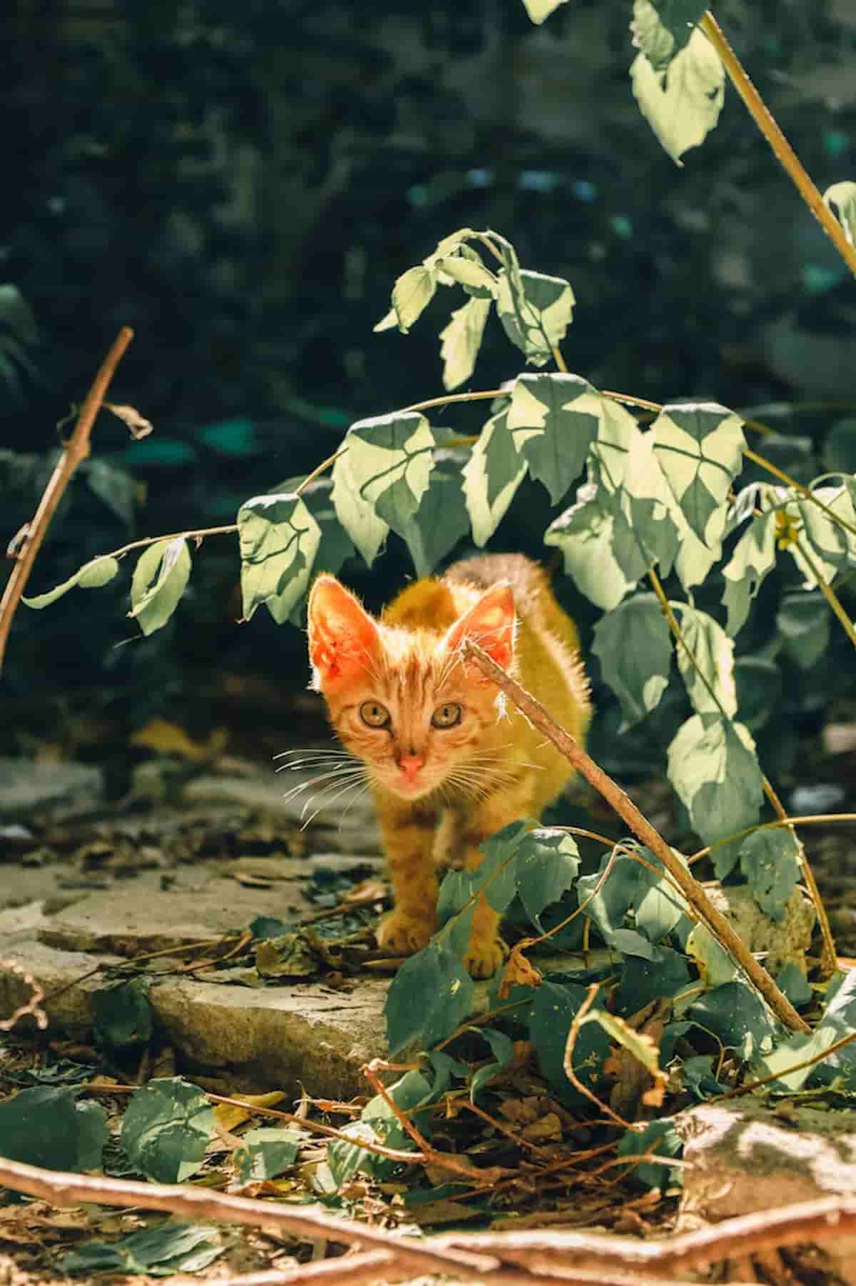 Un chaton roux sauvage au regard perçant est dissimulé dans une végétation dense, avançant prudemment sur un sol de pierres et de feuilles mortes. Les rayons du soleil filtrent à travers les feuilles, mettant en lumière son pelage chaud. Cette image représente la réalité des chats errants ou abandonnés, tout en transmettant une sensation d'aventure et de survie. Idéale pour des campagnes de sensibilisation à l'adoption ou des articles sur la protection animale.