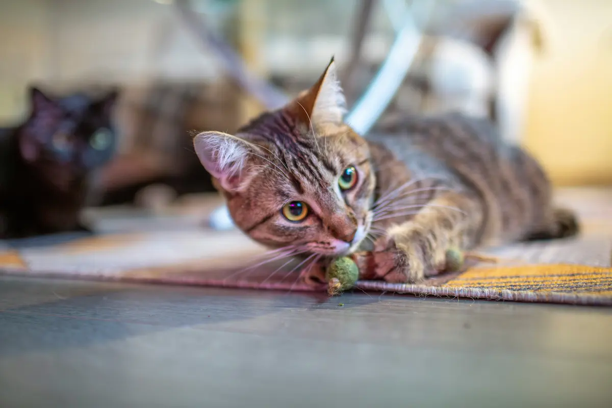 Un chaton tigré est allongé au sol, les yeux grands ouverts et fixés sur son jouet qu’il tient fermement entre ses pattes. Il est en train de mâcher un jouet à base d’herbe à chat ou de cataire, dans une posture typique de jeu et de prédation. À l’arrière-plan, un autre chat noir observe la scène. L’image illustre parfaitement les comportements ludiques naturels des félins et l’importance des jouets adaptés pour leur bien-être mental et physique.
