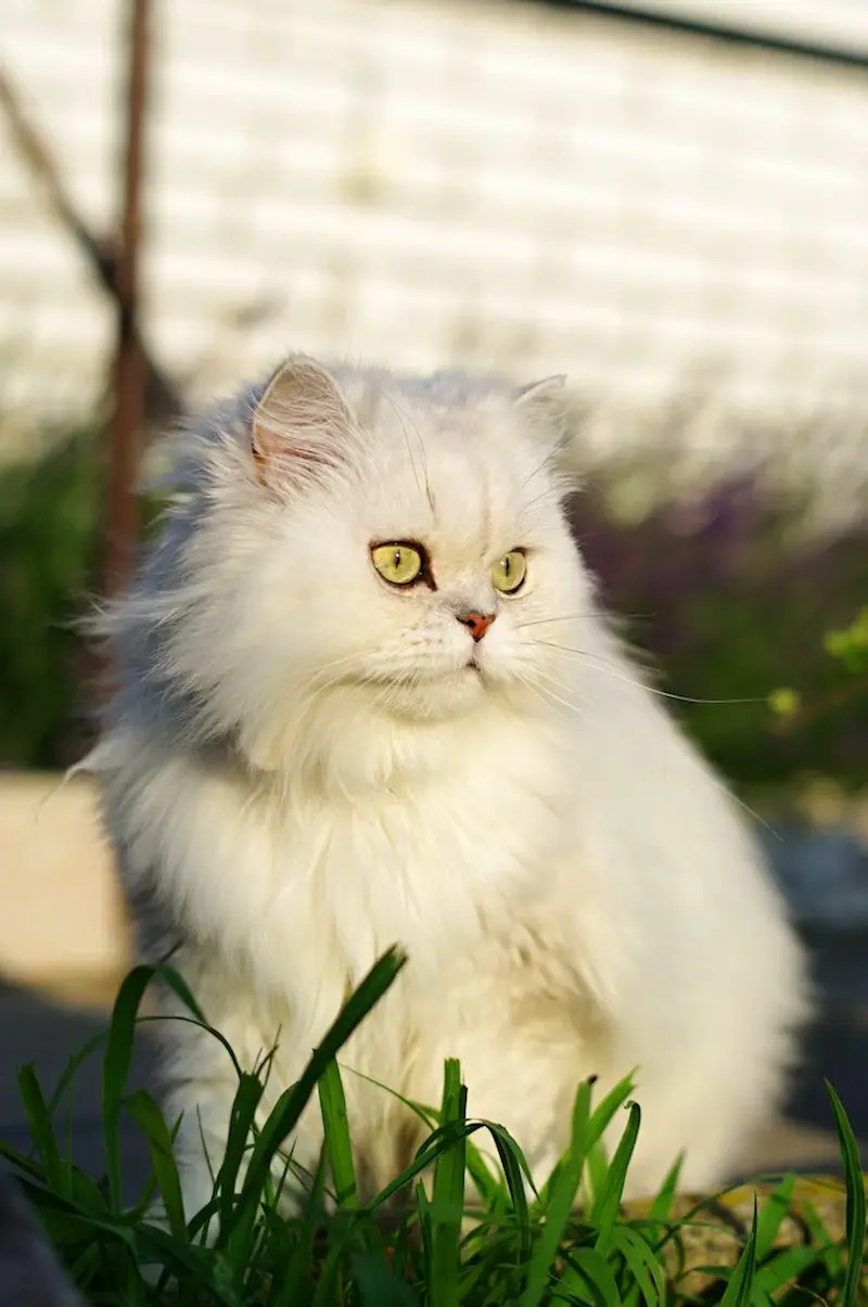 Cette photo présente un magnifique chat Persan blanc au pelage long et soyeux, assis dans l’herbe. Ses yeux jaunes expressifs et son allure noble reflètent la beauté et la sérénité typiques de cette race de chat. Idéal pour illustrer des articles sur les races de chats élégantes ou les soins des chats à poils longs.