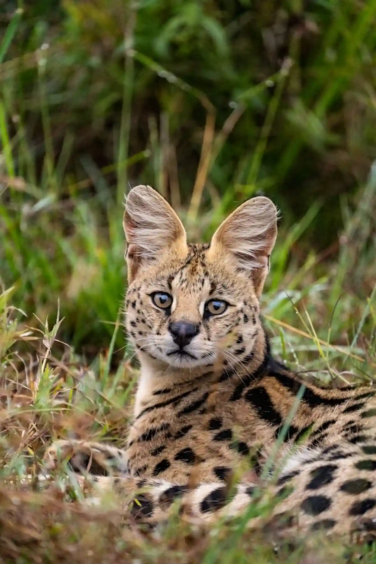 Un magnifique chat serval repose dans une zone herbeuse, son regard vif et ses grandes oreilles en alerte. Son pelage tacheté et ses longues pattes illustrent parfaitement son adaptation à la vie sauvage africaine. Ce félin, souvent méconnu, incarne la beauté brute des chats sauvages, tout en évoquant les liens biologiques entre les félins domestiques et leurs cousins sauvages. Parfait pour illustrer des contenus sur les races exotiques, les félins en milieu naturel ou la biodiversité africaine.