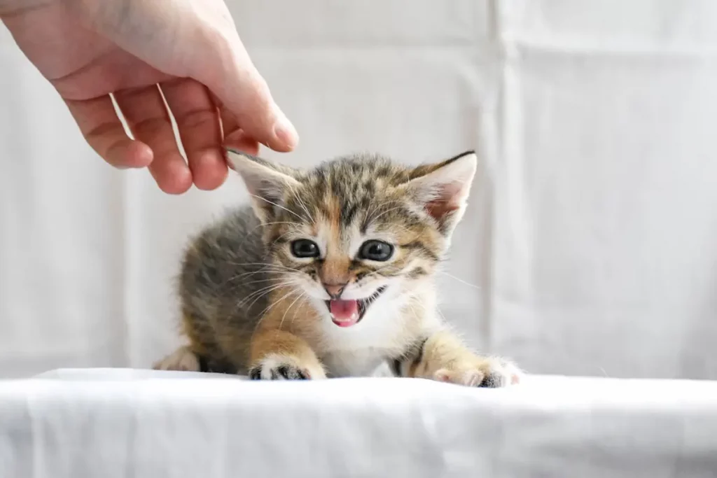 Un chaton tigré au pelage clair est capturé en plein miaulement, couché sur un drap blanc, tandis qu’une main humaine s’approche doucement de lui. Son regard vif et sa bouche ouverte traduisent soit une plainte, soit un appel à l’attention. L’image est parfaite pour illustrer des sujets autour de la communication des chatons, leurs besoins, leur éducation ou encore pour des contenus humoristiques ou attendrissants.