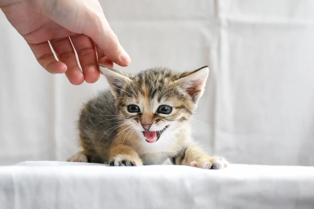 Un chaton tigré au pelage clair est capturé en plein miaulement, couché sur un drap blanc, tandis qu’une main humaine s’approche doucement de lui. Son regard vif et sa bouche ouverte traduisent soit une plainte, soit un appel à l’attention. L’image est parfaite pour illustrer des sujets autour de la communication des chatons, leurs besoins, leur éducation ou encore pour des contenus humoristiques ou attendrissants.