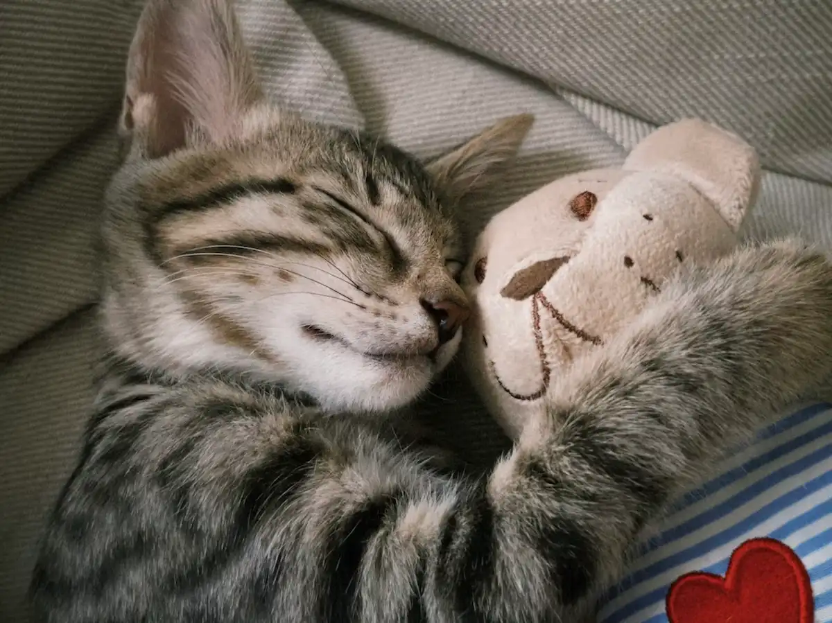Cette photo attendrissante montre un chaton tigré profondément endormi, blotti contre un petit doudou en peluche. La scène respire la chaleur, la sécurité et la tendresse, symbolisant le lien affectif que les chats peuvent entretenir avec leurs objets ou leur environnement. Une image parfaite pour illustrer le bien-être et le repos des chats domestiques.