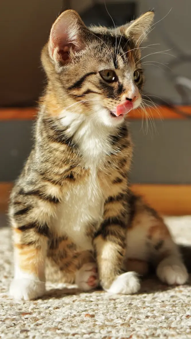 Cette photo montre un jeune chat tigré au pelage brun, blanc et roux, assis sur un tapis ensoleillé. Le chaton tire la langue et se lèche les babines, capturant un instant plein de malice et de gourmandise. Une image parfaite pour illustrer les habitudes alimentaires ou les comportements mignons des chats domestiques.