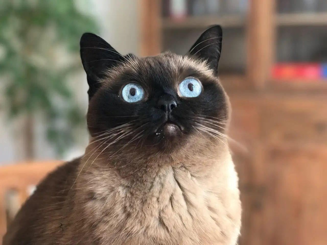 Cette photo met en valeur un superbe chat Snowshoe au pelage brun et crème, avec un visage foncé typique et de magnifiques yeux bleus éclatants. Son regard curieux et expressif illustre parfaitement le caractère affectueux et intelligent de cette race rare et élégante.