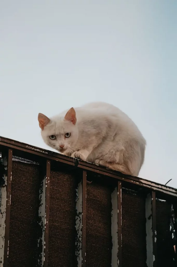 Cette photo montre un chat blanc perché sur une rambarde, le regard méfiant et alerte. Son attitude prudente illustre parfaitement le comportement d’un chat craintif face à un environnement inconnu ou perçu comme menaçant. Une image idéale pour illustrer des articles sur le comportement félin ou la peur chez le chat.