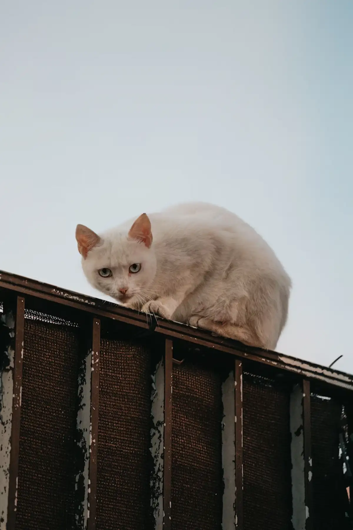 Cette photo montre un chat blanc perché sur une rambarde, le regard méfiant et alerte. Son attitude prudente illustre parfaitement le comportement d’un chat craintif face à un environnement inconnu ou perçu comme menaçant. Une image idéale pour illustrer des articles sur le comportement félin ou la peur chez le chat.