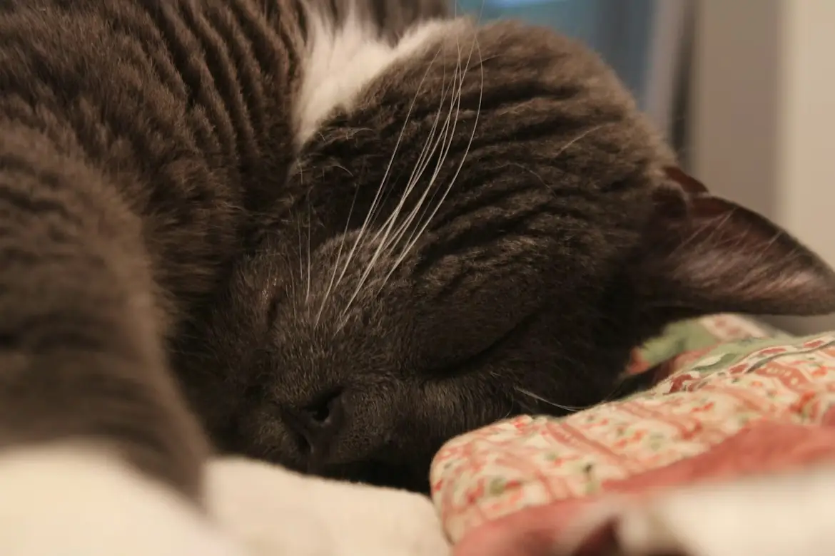 Cette photo représente un chat tigré gris et blanc profondément endormi sur une couverture. Son visage détendu illustre parfaitement la tranquillité et le bien-être que les chats recherchent pendant leur sommeil. Idéale pour accompagner un article sur le repos félin, les habitudes de sommeil des chats ou leur comportement relaxé.
