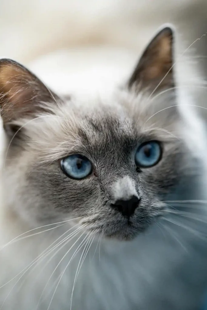 Cette magnifique photo montre un chat Ragdoll au pelage clair et soyeux, avec un visage gris et de superbes yeux bleus profonds. Ce chat incarne la douceur et la tranquillité, caractéristiques emblématiques de la race Ragdoll, connue pour son tempérament affectueux et son allure majestueuse.
