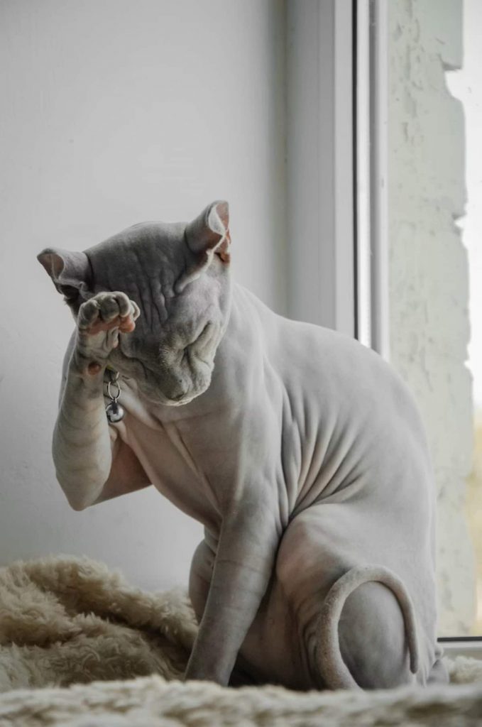 Un chat sans poils de type Sphynx est assis près d’une fenêtre, posé sur une surface douce. Il lève une patte devant son visage, comme s’il se cachait les yeux ou se frottait la tête, donnant une attitude à la fois drôle et attendrissante. Sa peau plissée, son corps musclé et sa posture expressive sont mis en valeur par la lumière naturelle. Cette image illustre parfaitement les comportements quotidiens des chats sans poils et leur personnalité unique.