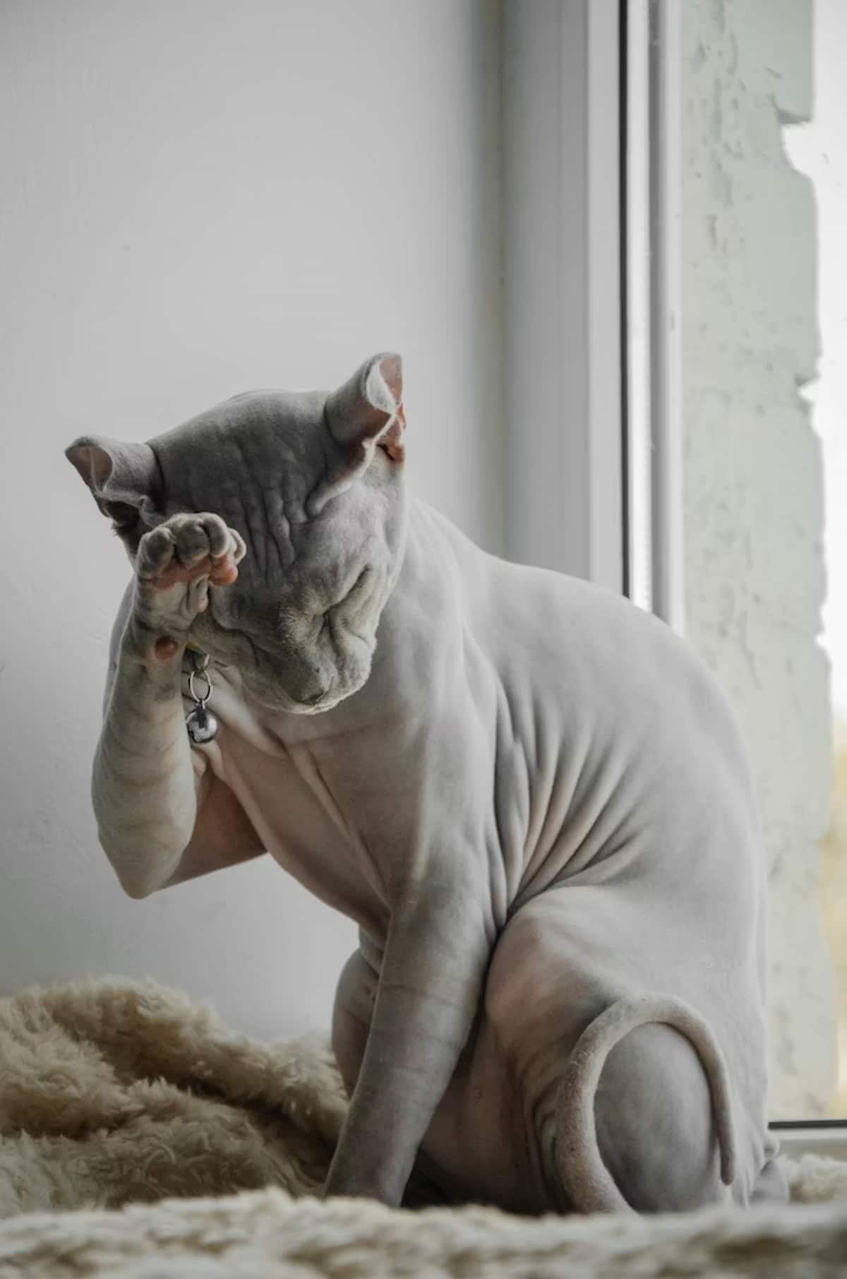 Un chat sans poils de type Sphynx est assis près d’une fenêtre, posé sur une surface douce. Il lève une patte devant son visage, comme s’il se cachait les yeux ou se frottait la tête, donnant une attitude à la fois drôle et attendrissante. Sa peau plissée, son corps musclé et sa posture expressive sont mis en valeur par la lumière naturelle. Cette image illustre parfaitement les comportements quotidiens des chats sans poils et leur personnalité unique.