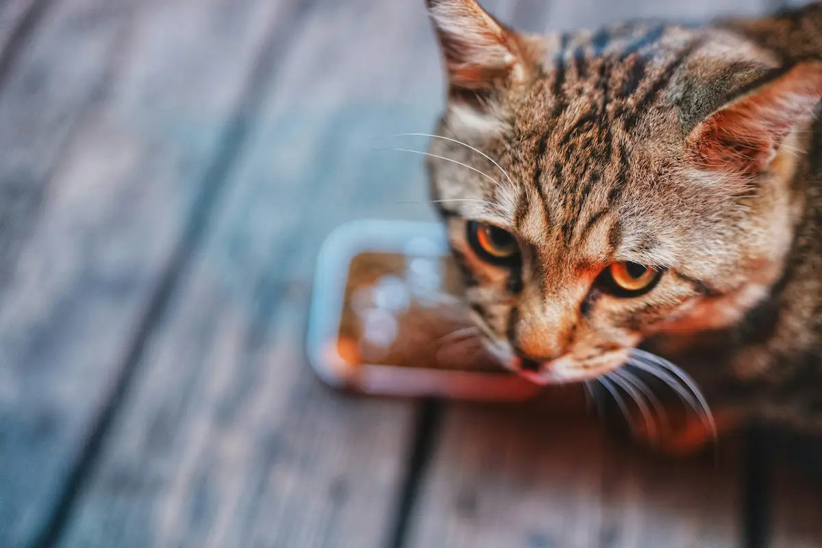 Chat tigré en train de manger dans une gamelle posée sur un sol en bois