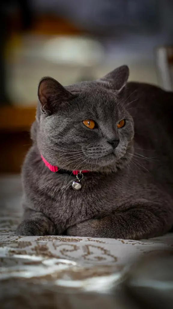 Chat British Shorthair aux yeux dorés assis sur un canapé, regard calme et bienveillant