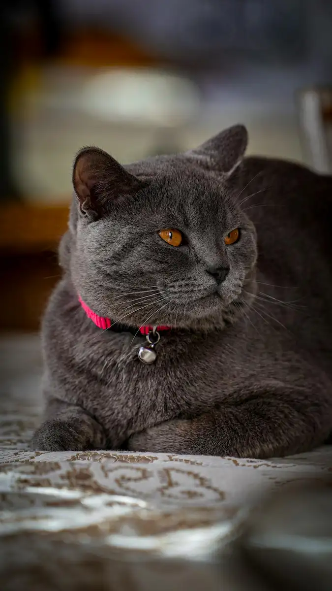 Chat British Shorthair aux yeux dorés assis sur un canapé, regard calme et bienveillant