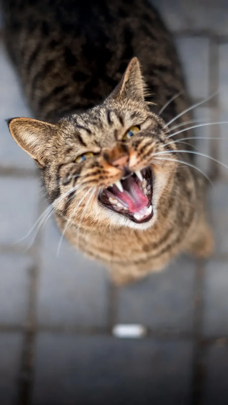 chat qui grogne